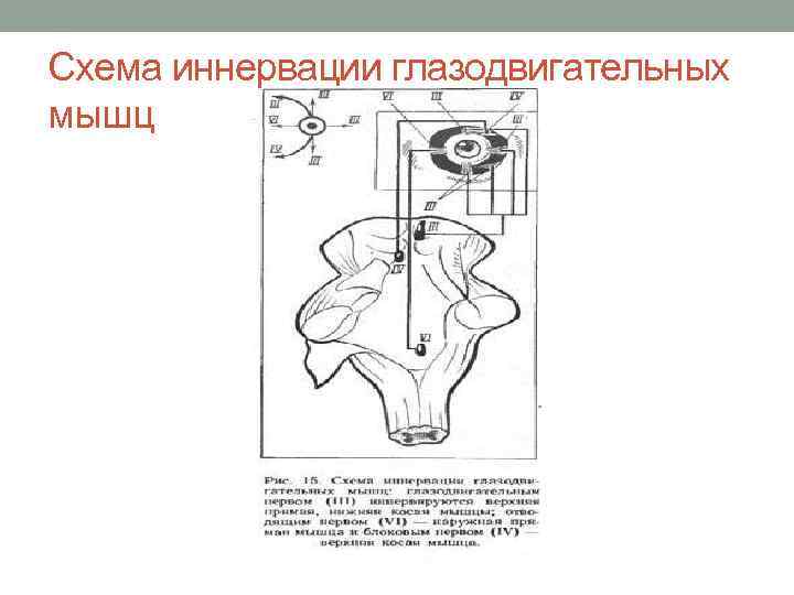 Схема иннервации глазодвигательных мышц 