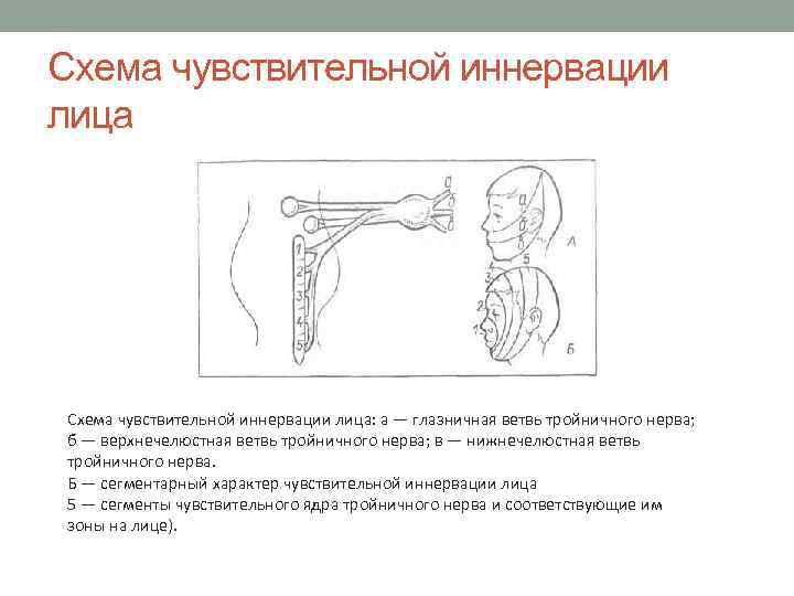 Схема чувствительной иннервации лица: а — глазничная ветвь тройничного нерва; б — верхнечелюстная ветвь