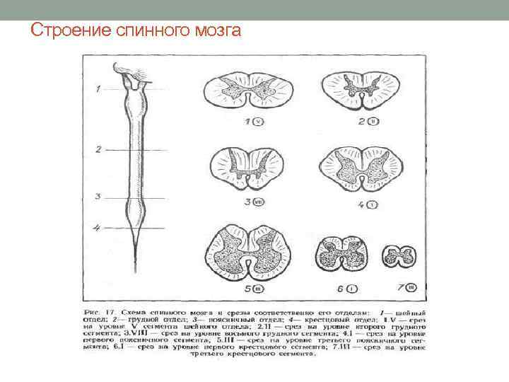 Строение спинного мозга 