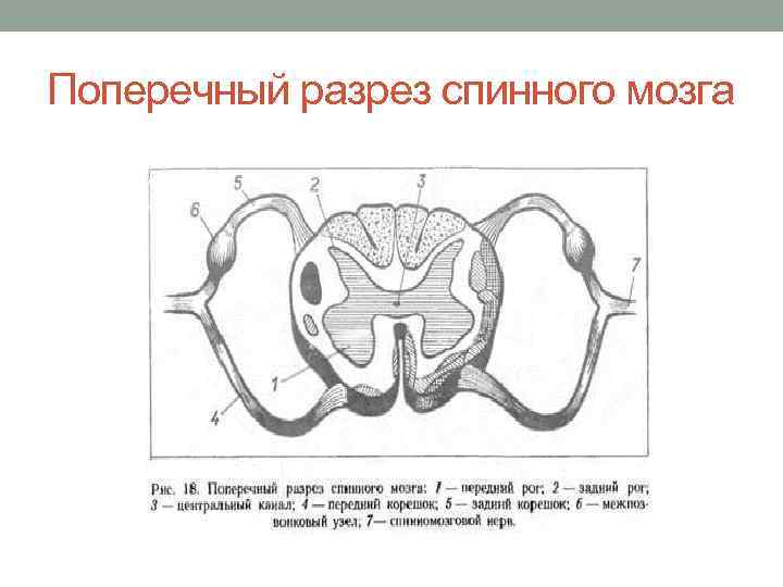 Спинной мозг поперечный разрез рисунок с подписями