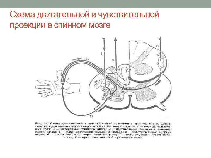 Схема двигательной и чувствительной проекции в спинном мозге 