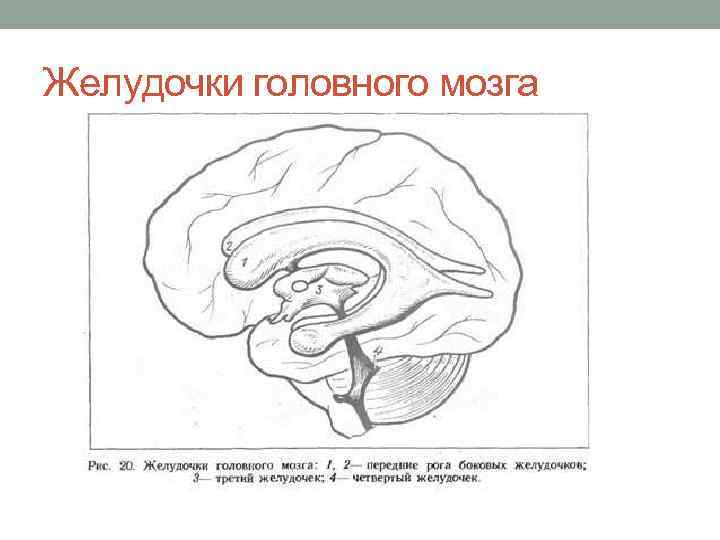 Желудочки головного мозга 
