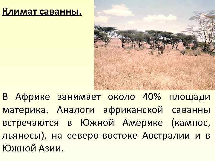Климат саванны. В Африке занимает около 40% площади материка. Аналоги африканской саванны встречаются в