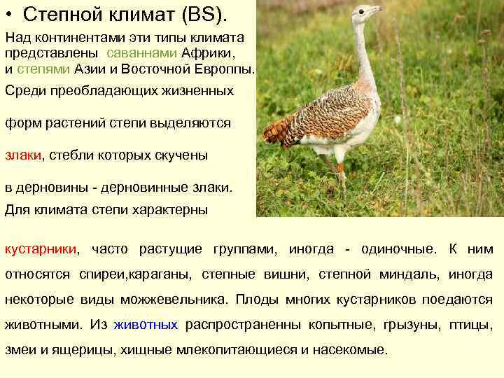  • Степной климат (BS). Над континентами эти типы климата представлены саваннами Африки, и