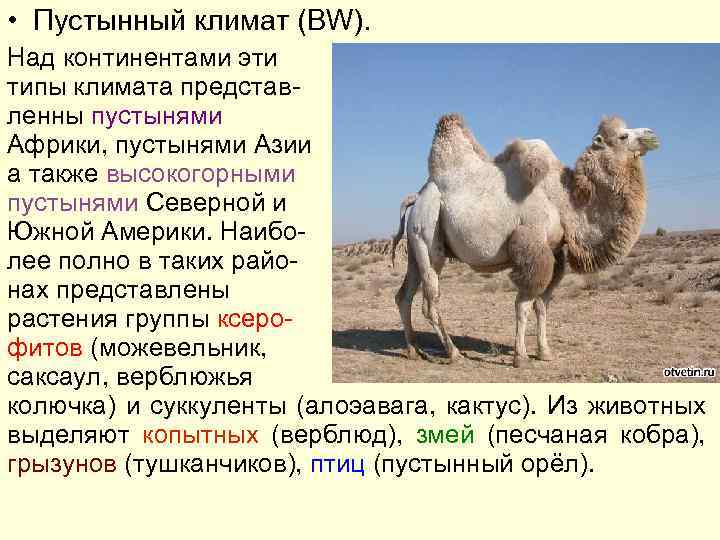  • Пустынный климат (BW). Над континентами эти типы климата представленны пустынями Африки, пустынями