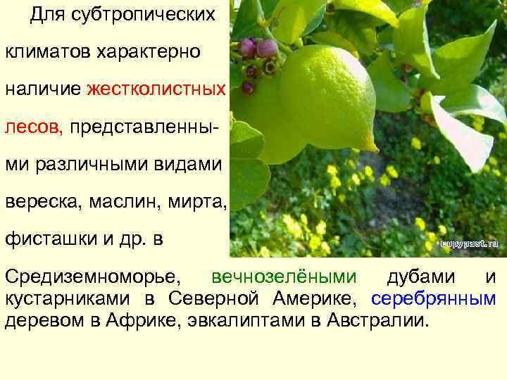 Для субтропических климатов характерно наличие жестколистных лесов, представленными различными видами вереска, маслин, мирта, фисташки