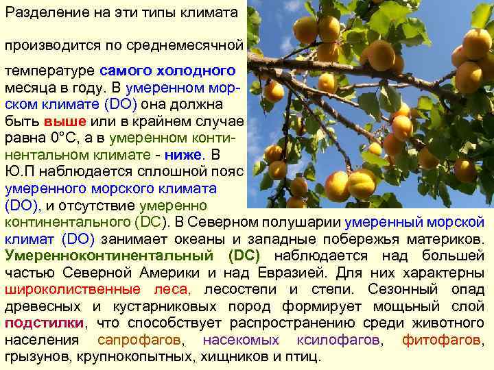 Разделение на эти типы климата производится по среднемесячной температуре самого холодного месяца в году.