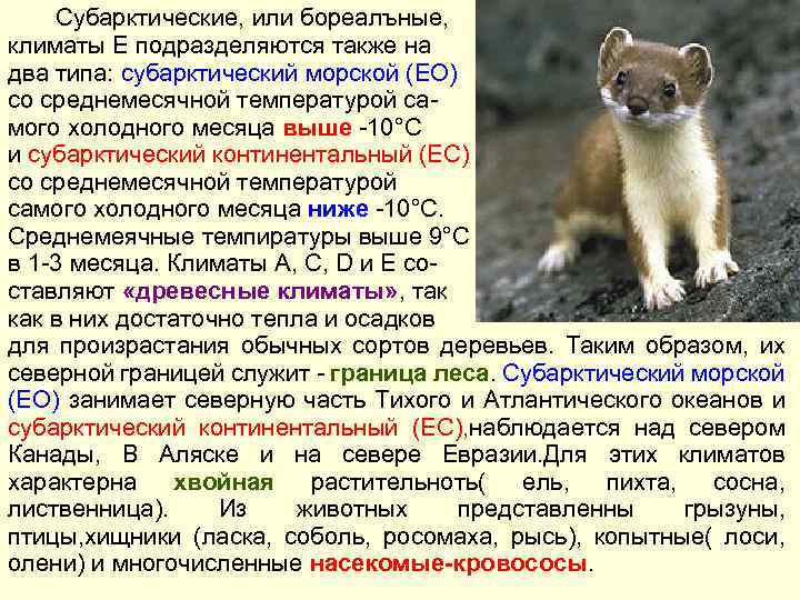 Субарктические, или бореалъные, климаты Е подразделяются также на два типа: субарктический морской (ЕО) со