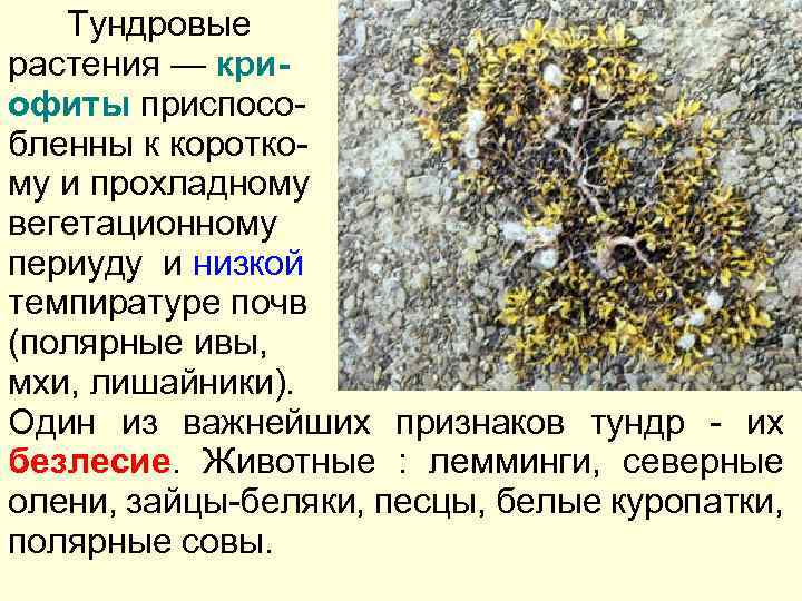 Тундровые растения — криофиты приспособленны к короткому и прохладному вегетационному периуду и низкой темпиратуре
