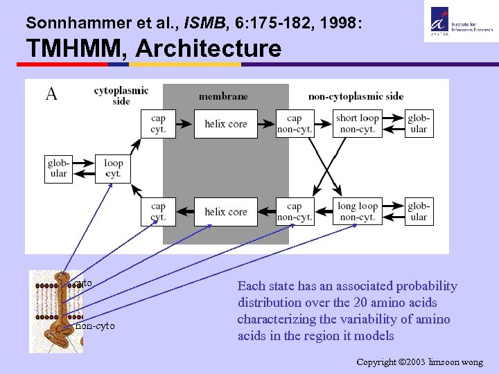 Sonnhammer et al. , ISMB, 6: 175 -182, 1998: TMHMM, Architecture cyto non-cyto Each