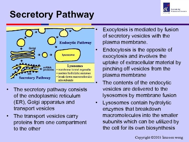 Secretory Pathway • The secretory pathway consists of the endoplasmic reticulum (ER), Golgi apparatus