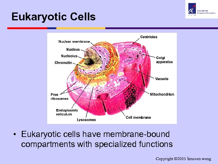Eukaryotic Cells • Eukaryotic cells have membrane-bound compartments with specialized functions Copyright 2003 limsoon