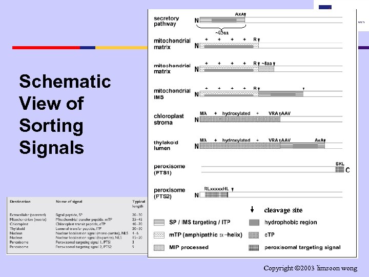 ~25 aa Schematic View of Sorting Signals cleavage site Copyright 2003 limsoon wong 