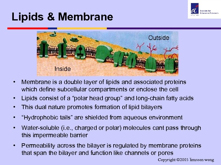 Lipids & Membrane • Membrane is a double layer of lipids and associated proteins
