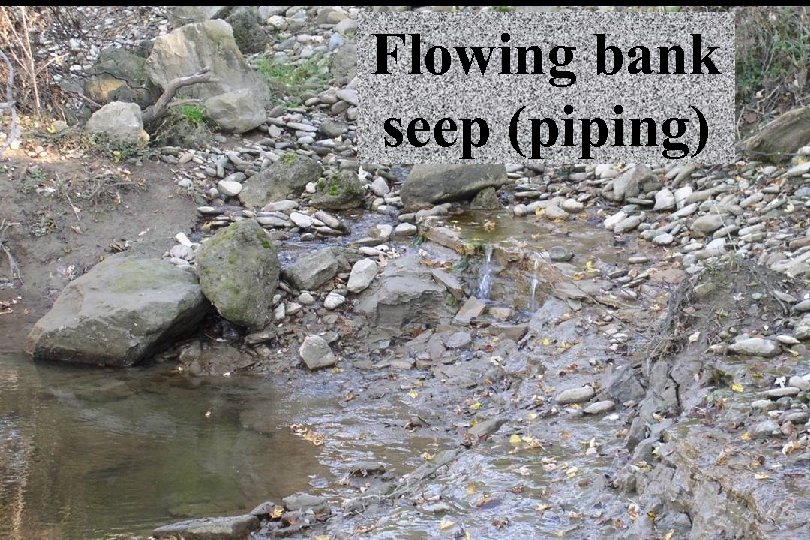 Flowing bank seep (piping) 