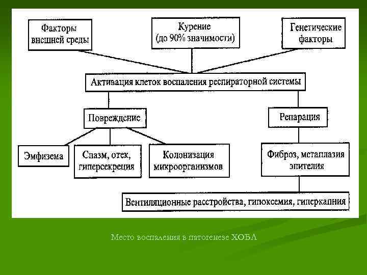 Место воспаления в патогенезе ХОБЛ 