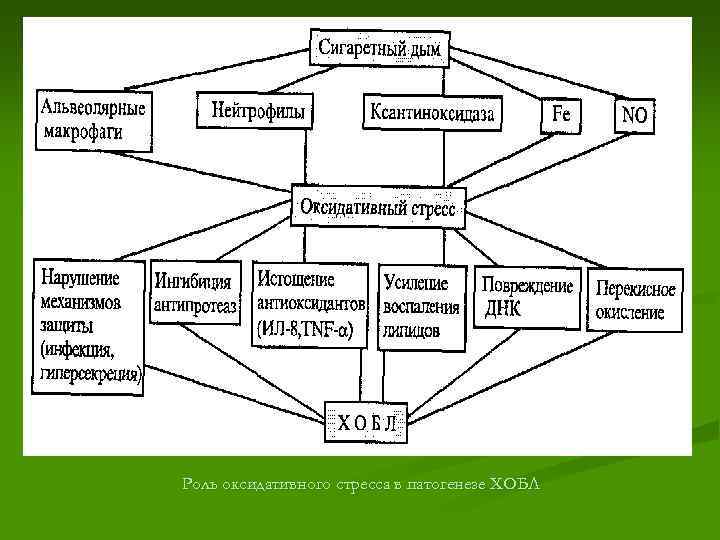 Роль оксидативного стресса в патогенезе ХОБЛ 
