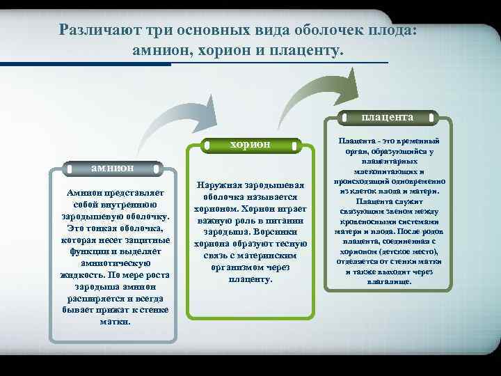 Company Logo Различают три основных вида оболочек плода: амнион, хорион и плаценту. плацента хорион