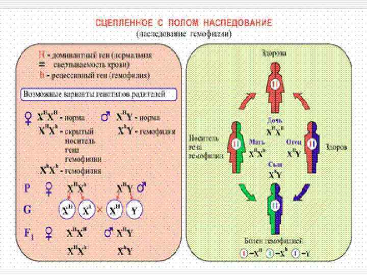 Генетика сцепленное с полом