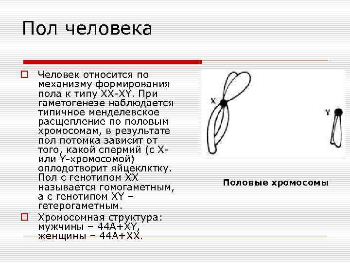 Пол человека o Человек относится по механизму формирования пола к типу XX-XY. При гаметогенезе