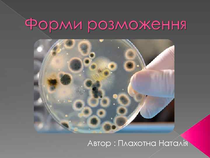 Форми розможення Автор : Плахотна Наталія 
