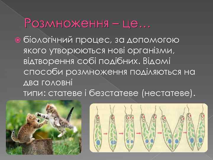 Розмноження – це… біологічний процес, за допомогою якого утворюються нові організми, відтворення собі подібних.