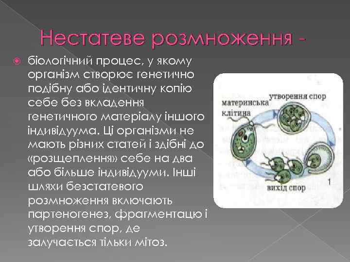 Нестатеве розмноження біологічний процес, у якому організм створює генетично подібну або ідентичну копію себе