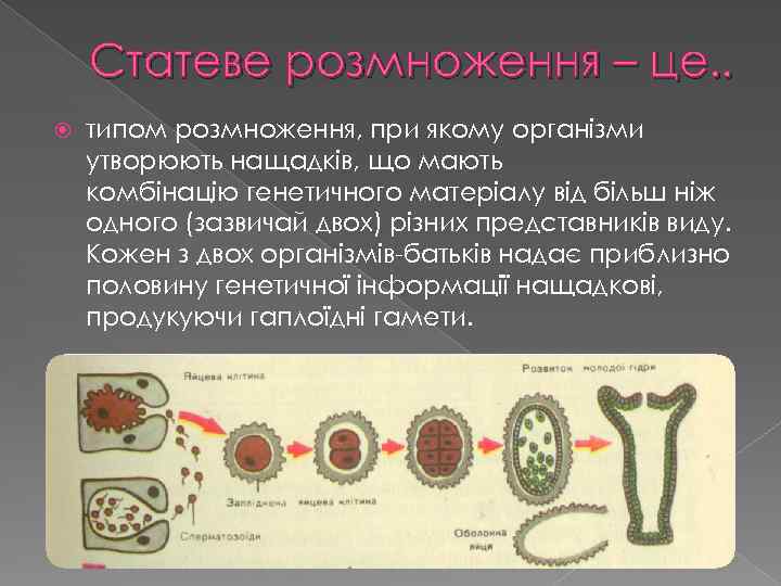 Статеве розмноження – це. . типом розмноження, при якому організми утворюють нащадків, що мають