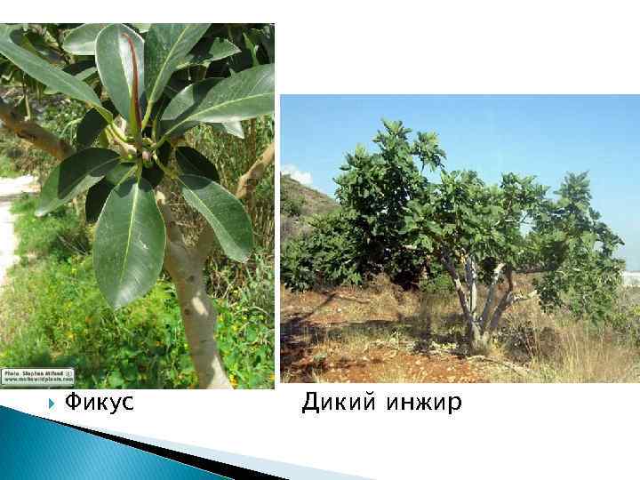  Фикус Дикий инжир 