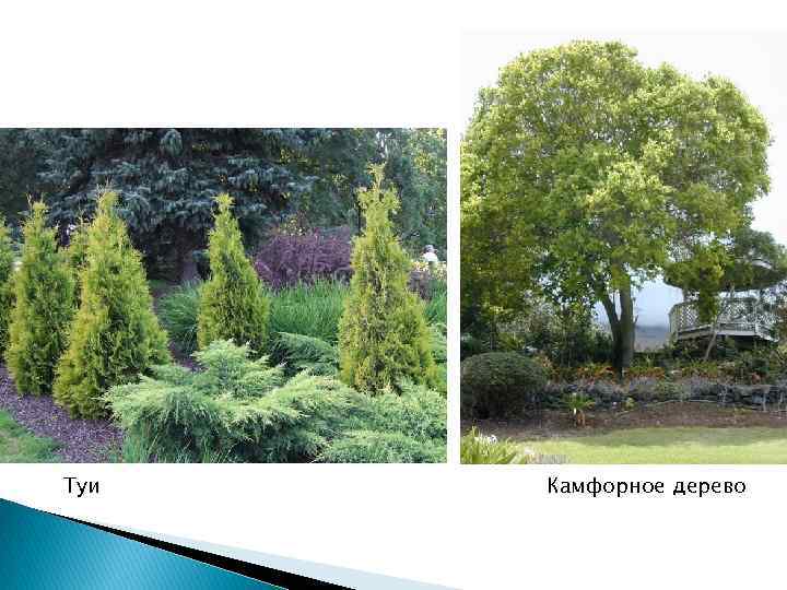 Туи Камфорное дерево 