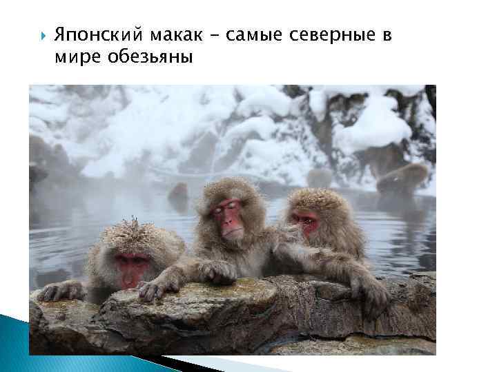 Японский макак - самые северные в мире обезьяны 