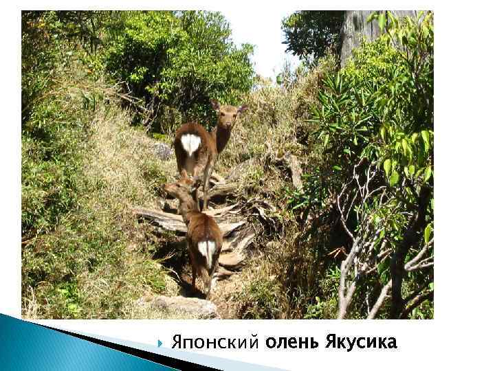  Японский олень Якусика 