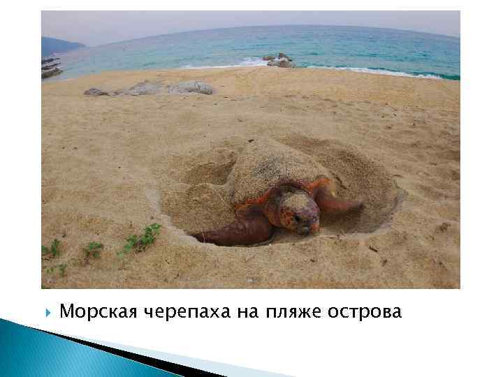  Морская черепаха на пляже острова 
