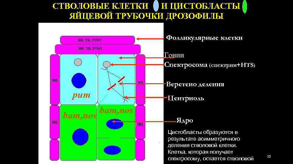 СТВОЛОВЫЕ КЛЕТКИ И ЦИСТОБЛАСТЫ ЯЙЦЕВОЙ ТРУБОЧКИ ДРОЗОФИЛЫ Фолликулярные клетки Гонии Спектросома (спектрин+HTS) Веретено деления