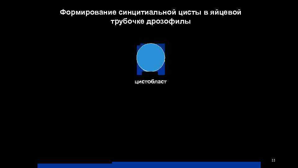 Формирование синцитиальной цисты в яйцевой трубочке дрозофилы цистобласт 11 