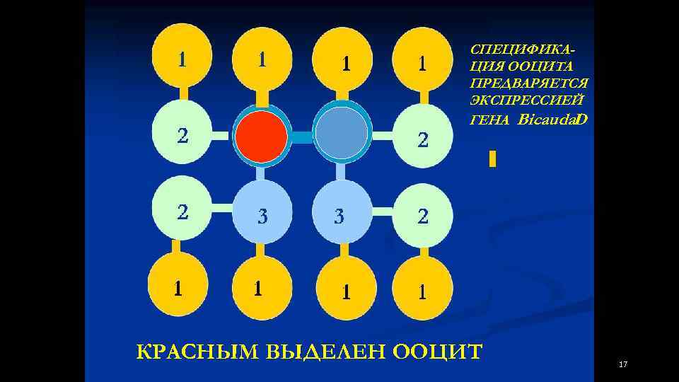 СПЕЦИФИКАЦИЯ ООЦИТА ПРЕДВАРЯЕТСЯ ЭКСПРЕССИЕЙ ГЕНА Bicaudal D КРАСНЫМ ВЫДЕЛЕН ООЦИТ 17 