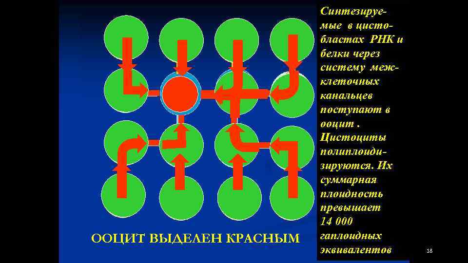 ООЦИТ ВЫДЕЛЕН КРАСНЫМ Синтезируемые в цистобластах РНК и белки через систему межклеточных канальцев поступают