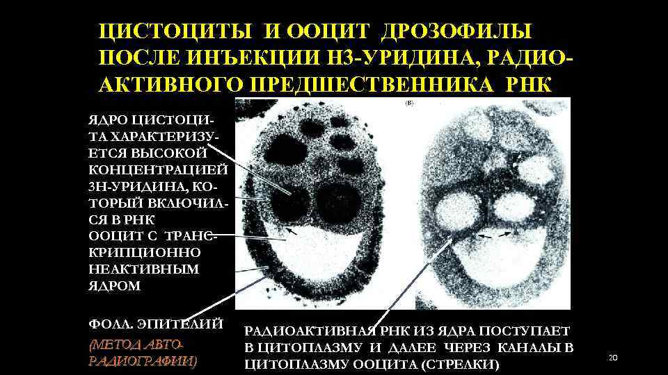 ЦИСТОЦИТЫ И ООЦИТ ДРОЗОФИЛЫ ПОСЛЕ ИНЪЕКЦИИ Н 3 -УРИДИНА, РАДИОАКТИВНОГО ПРЕДШЕСТВЕННИКА РНК ЯДРО ЦИСТОЦИТА