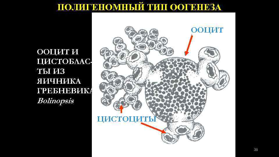 ПОЛИГЕНОМНЫЙ ТИП ООГЕНЕЗА ООЦИТ И ЦИСТОБЛАСТЫ ИЗ ЯИЧНИКА ГРЕБНЕВИКА Bolinopsis ЦИСТОЦИТЫ 21 