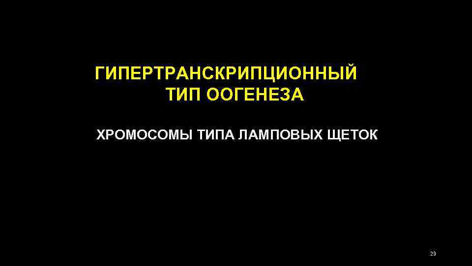 ГИПЕРТРАНСКРИПЦИОННЫЙ ТИП ООГЕНЕЗА ХРОМОСОМЫ ТИПА ЛАМПОВЫХ ЩЕТОК 23 