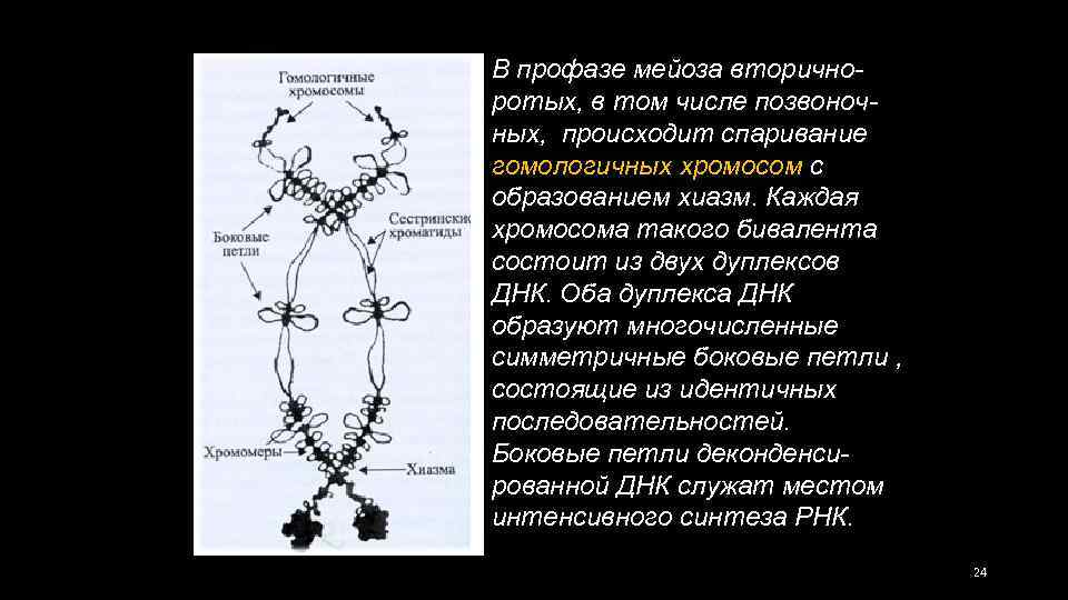 В профазе мейоза вторичноротых, в том числе позвоночных, происходит спаривание гомологичных хромосом с образованием