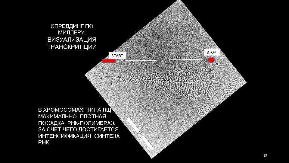 СПРЕДДИНГ ПО МИЛЛЕРУ: ВИЗУАЛИЗАЦИЯ ТРАНСКРИПЦИИ START STOP В ХРОМОСОМАХ ТИПА ЛЩ МАКИМАЛЬНО ПЛОТНАЯ ПОСАДКА