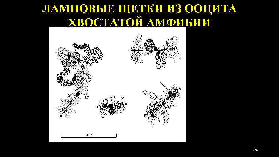 ЛАМПОВЫЕ ЩЕТКИ ИЗ ООЦИТА ХВОСТАТОЙ АМФИБИИ 26 