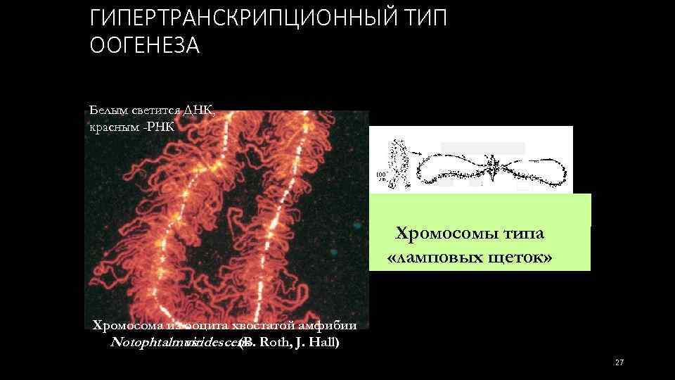 ГИПЕРТРАНСКРИПЦИОННЫЙ ТИП ООГЕНЕЗА Белым светится ДНК, красным -РНК Хромосомы типа «ламповых щеток» Хромосома из