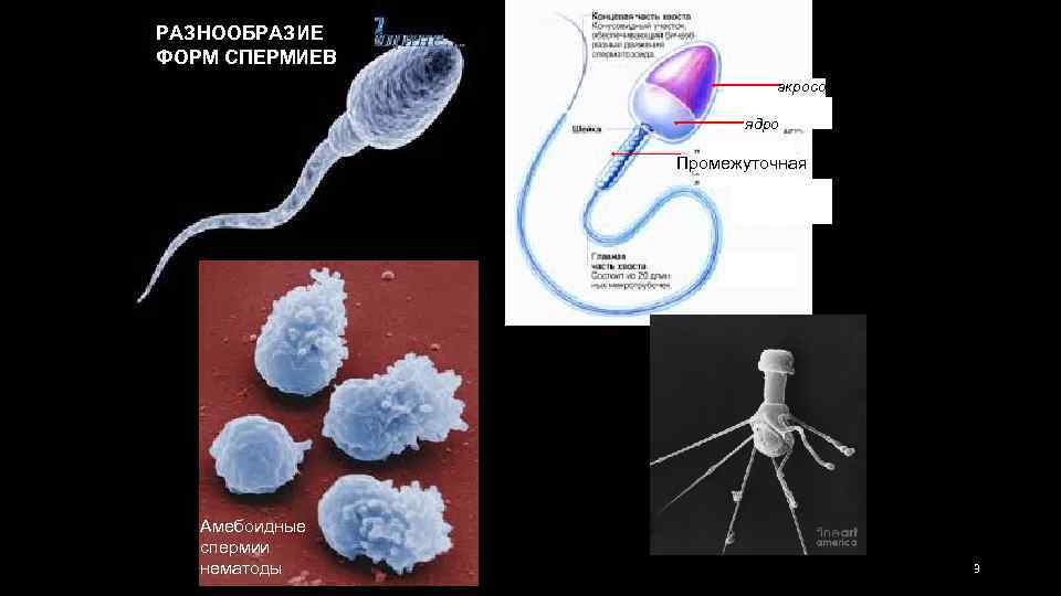 РАЗНООБРАЗИЕ ФОРМ СПЕРМИЕВ головка акросома ядро Промежуточная часть Амебоидные спермии нематоды Спермий ракообразного 3
