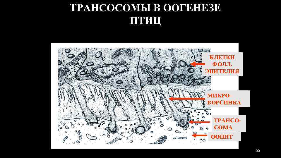 ТРАНСОСОМЫ В ООГЕНЕЗЕ ПТИЦ КЛЕТКИ ФОЛЛ. ЭПИТЕЛИЯ МИКРОВОРСИНКА ТРАНСОСОМА ООЦИТ 30 
