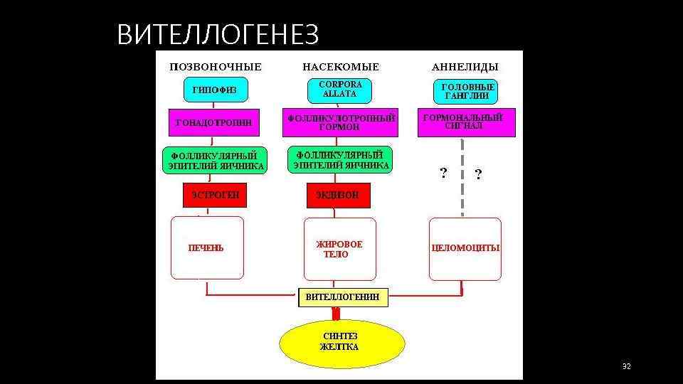 ВИТЕЛЛОГЕНЕЗ 32 