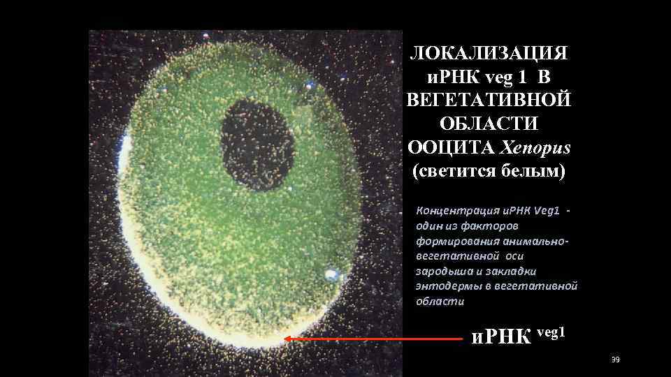 ЛОКАЛИЗАЦИЯ и. РНК veg 1 В ВЕГЕТАТИВНОЙ ОБЛАСТИ ООЦИТА Xenopus (светится белым) Концентрация и.