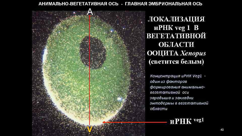 АНИМАЛЬНО-ВЕГЕТАТИВНАЯ ОСЬ - ГЛАВНАЯ ЭМБРИОНАЛЬНАЯ ОСЬ A ЛОКАЛИЗАЦИЯ и. РНК veg 1 В ВЕГЕТАТИВНОЙ