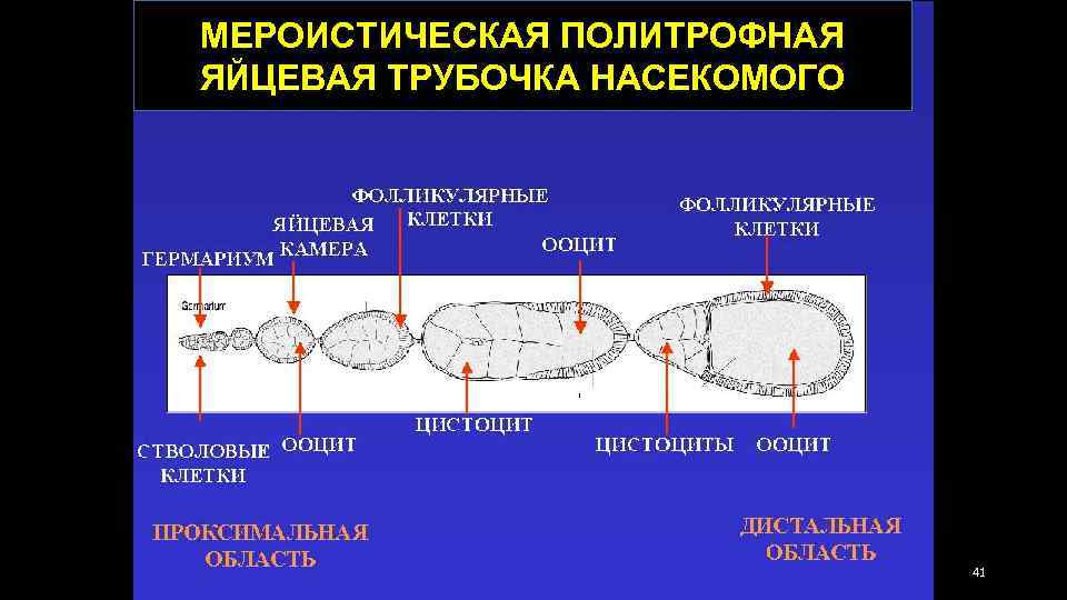 МЕРОИСТИЧЕСКАЯ ПОЛИТРОФНАЯ ЯЙЦЕВАЯ ТРУБОЧКА НАСЕКОМОГО МЕРОИСТИЧЕСКАЯ ПОЛИТРОФНАЯ 41 